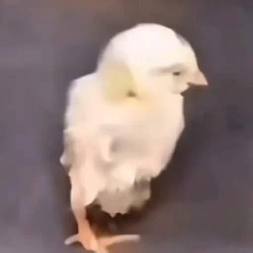 🎵 TIKTOKeando 34🎵 12