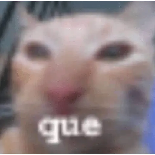Memes gatitos #3 🐱✨🌷 26