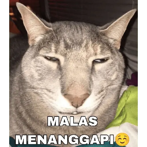 meme kucing 8