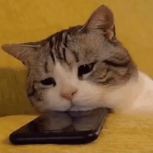 🐾 Gatitos Anti-Depresivos #2 🐾 3