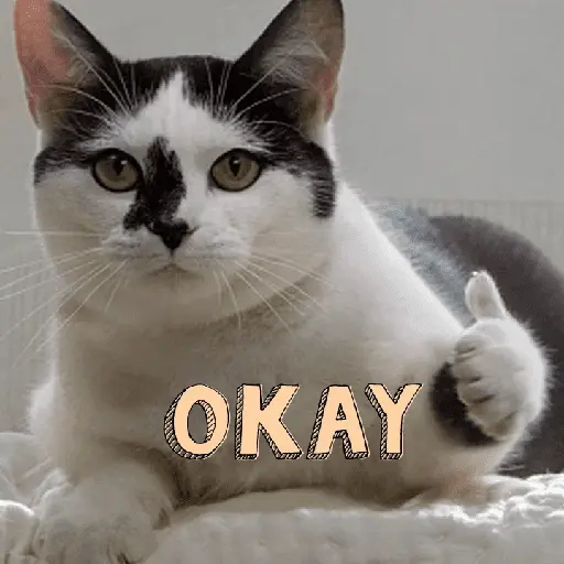 Gatos memes random🐈⬛🐱 16