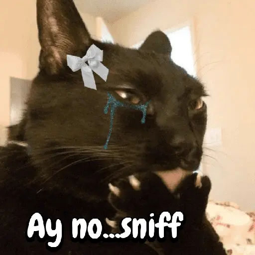 Gatos memes random🐈⬛🐱 5