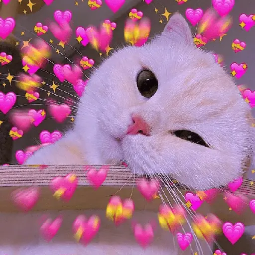 รักลูกแมว 😺💘💞