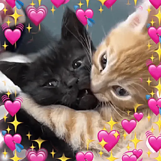 💞💖 AMOR 6 💖💞 19