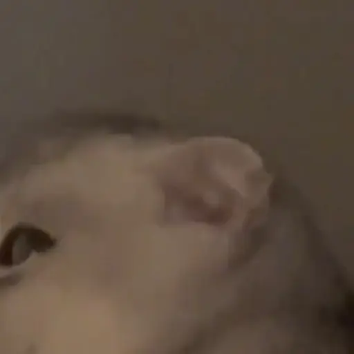 Gatitos 1