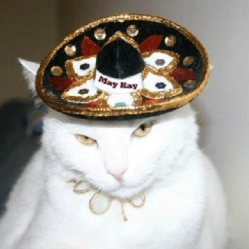 Mariachi Cats🤠😺✨ 8