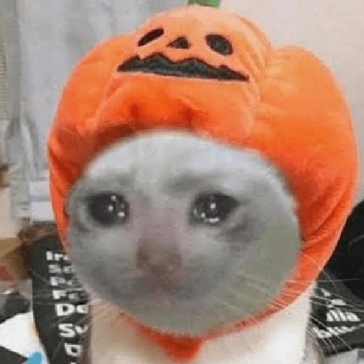 memes Halloween 🎃 😎 16