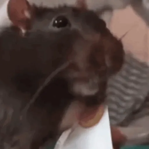 🐀 RATITAS PAL CHAT 🐀 10