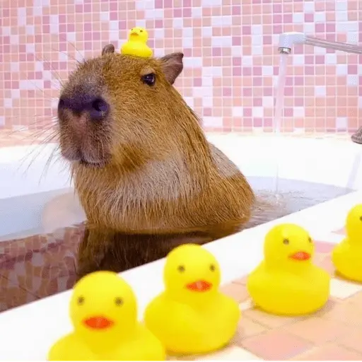 😍 CAPYBARAS 😍 7