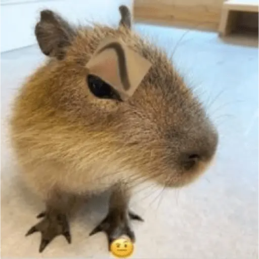😍 CAPYBARAS 😍 8