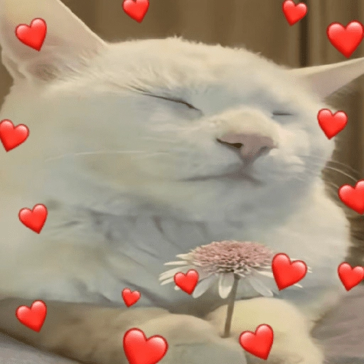 MICHIS 🥰🐱 19