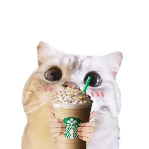 Michis random🐈🐈⬛ 6