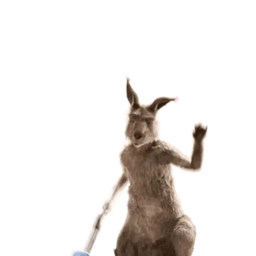 Team Canguro Viral TikTok 🦘📸 19