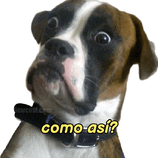 perritos memes 🐕 4