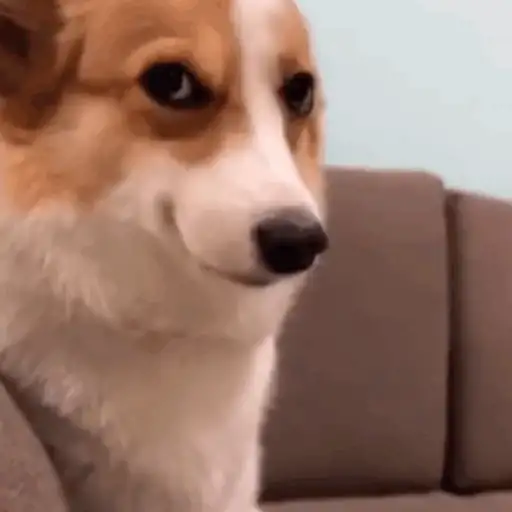 Perritos para el chat🐶 9