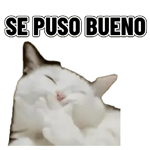 Memes clásicos gatito 😺🔥 11