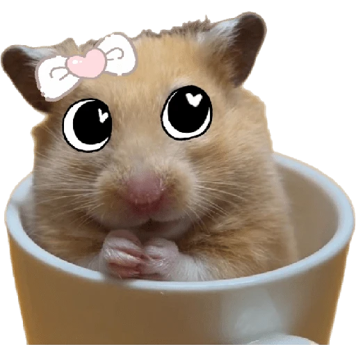 Hamsters ❤️ 7