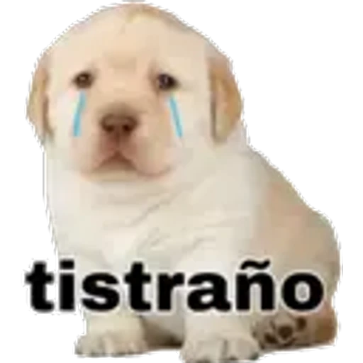tistraño
