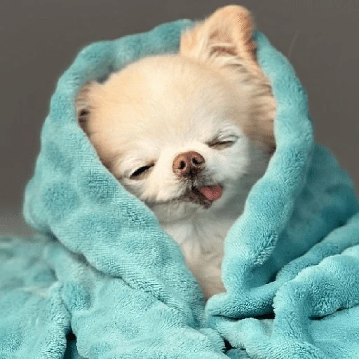 Perritos que tienen frío❄️✨ 12