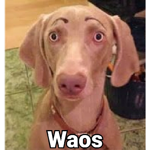 Waos - Perro con cejas🐶 8