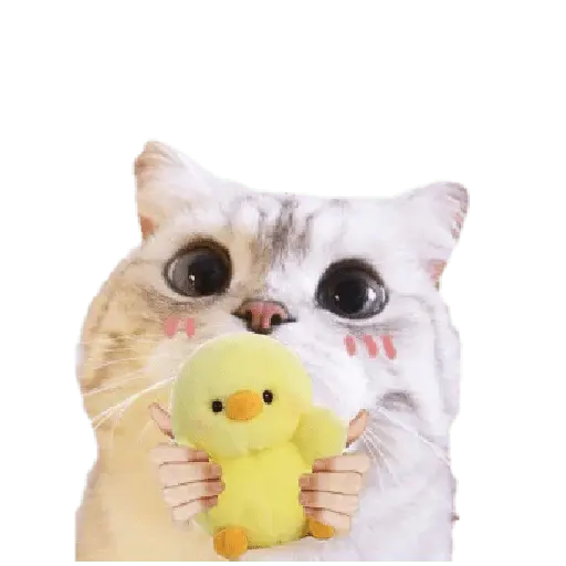 Michis random🐈🐈⬛ 20