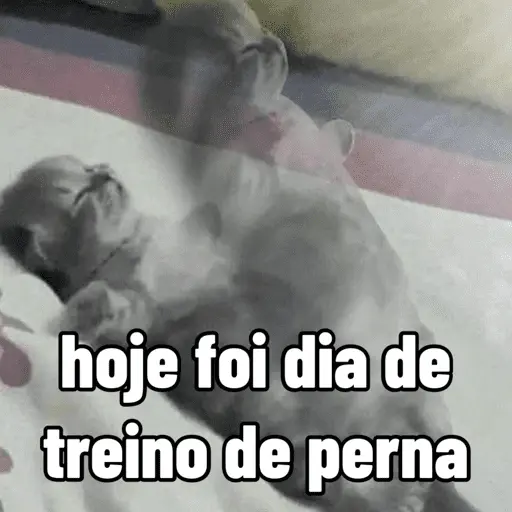hoje foi dia de treino de perna