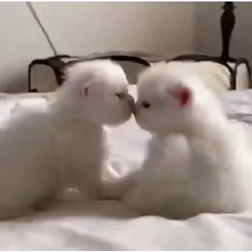 🩷Gatitos Animados 🐱🥛 12