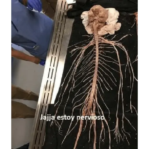 soy admin 18