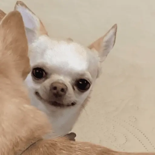 🐶 CHIHUAHUAAA 🎶 12