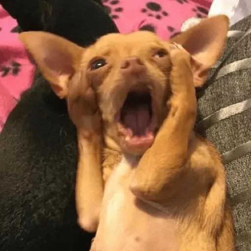 🐶 CHIHUAHUAAA 🎶 6