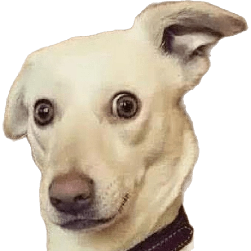 perritos memes 🐕 3