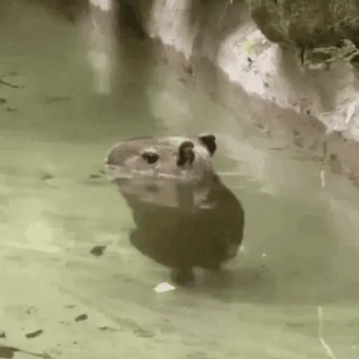 😍 CAPYBARAS 😍 15