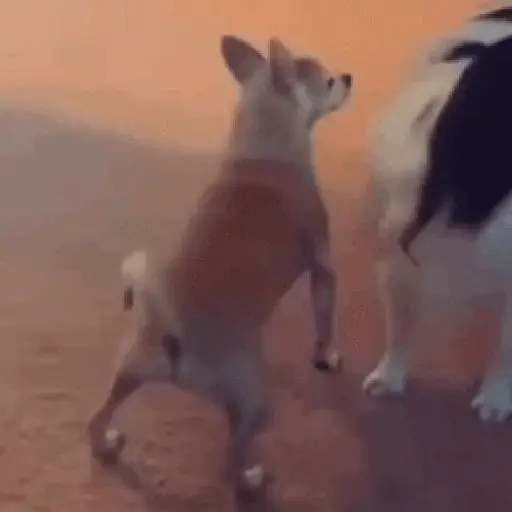 doguinhos animadas 3