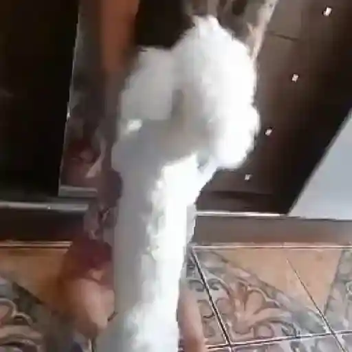 🎵 TIKTOKeando 10🎵 12
