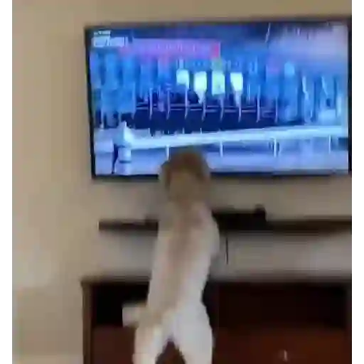Animales Graciosos 🐕🐈 6