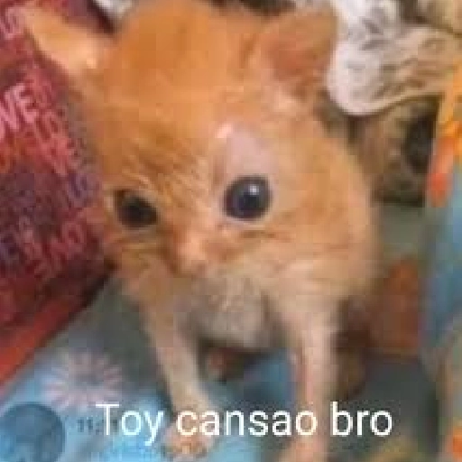 Michis Reacciones 2🐱✨ 14