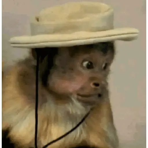 Memes 32 7