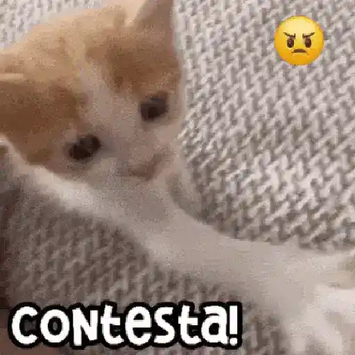 😻 Michis RANDOM🐾 2