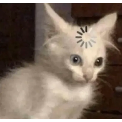 Memes gatitos #3 🐱✨🌷 14