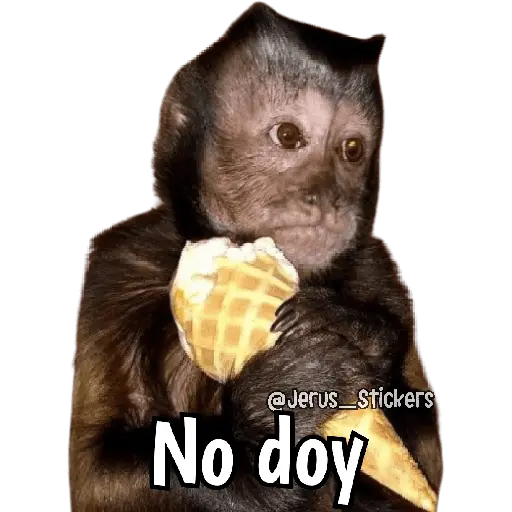 Monos y frases 💬🙊 19