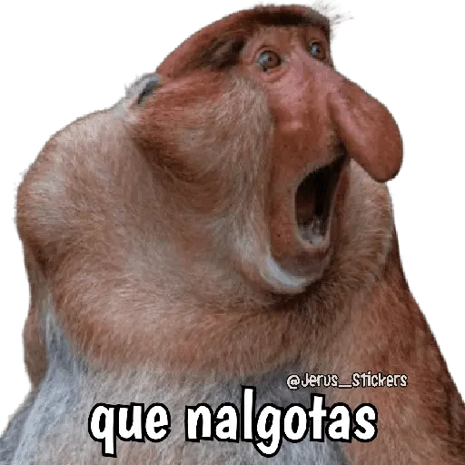 Monos y frases 💬🙊 17