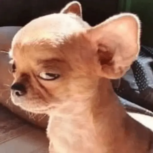 🐶 CHIHUAHUAAA 🎶 9