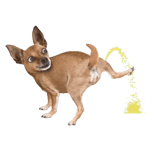 Animales en acción 1🐾 2
