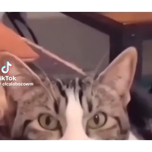 Horny Cats 🐱❤️ 16