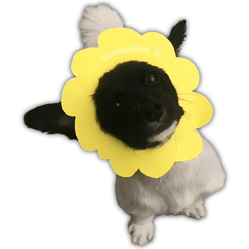 🌻💐 Жуто цвеће 3 💐🌻  16