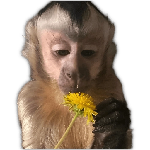 🌻💐 Жуто цвеће 3 💐🌻  6