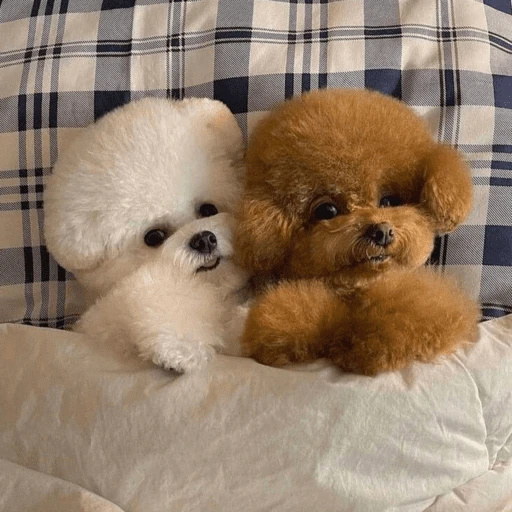 🐶 TÚ Y YO VERSIÓN PERRITOS 🐾 13