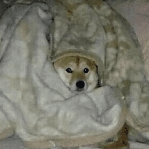 Perritos que tienen frío❄️✨ 4