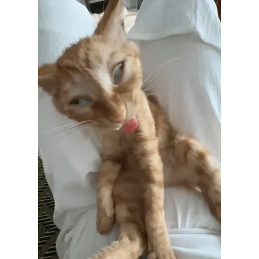 meme kucing 28