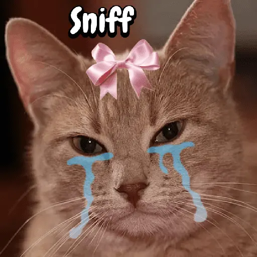 Gatos memes random🐈⬛🐱 11